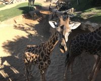 BIOPARC VALENCIA. Discounts are available (see below)